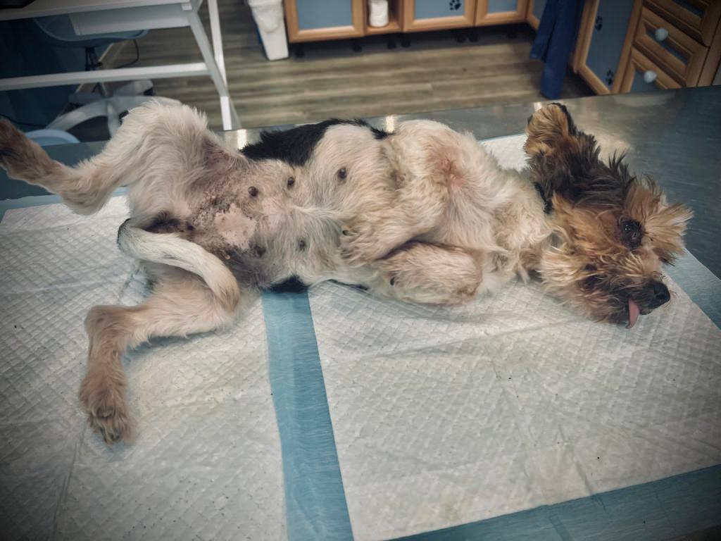Lotka (6).jpeg